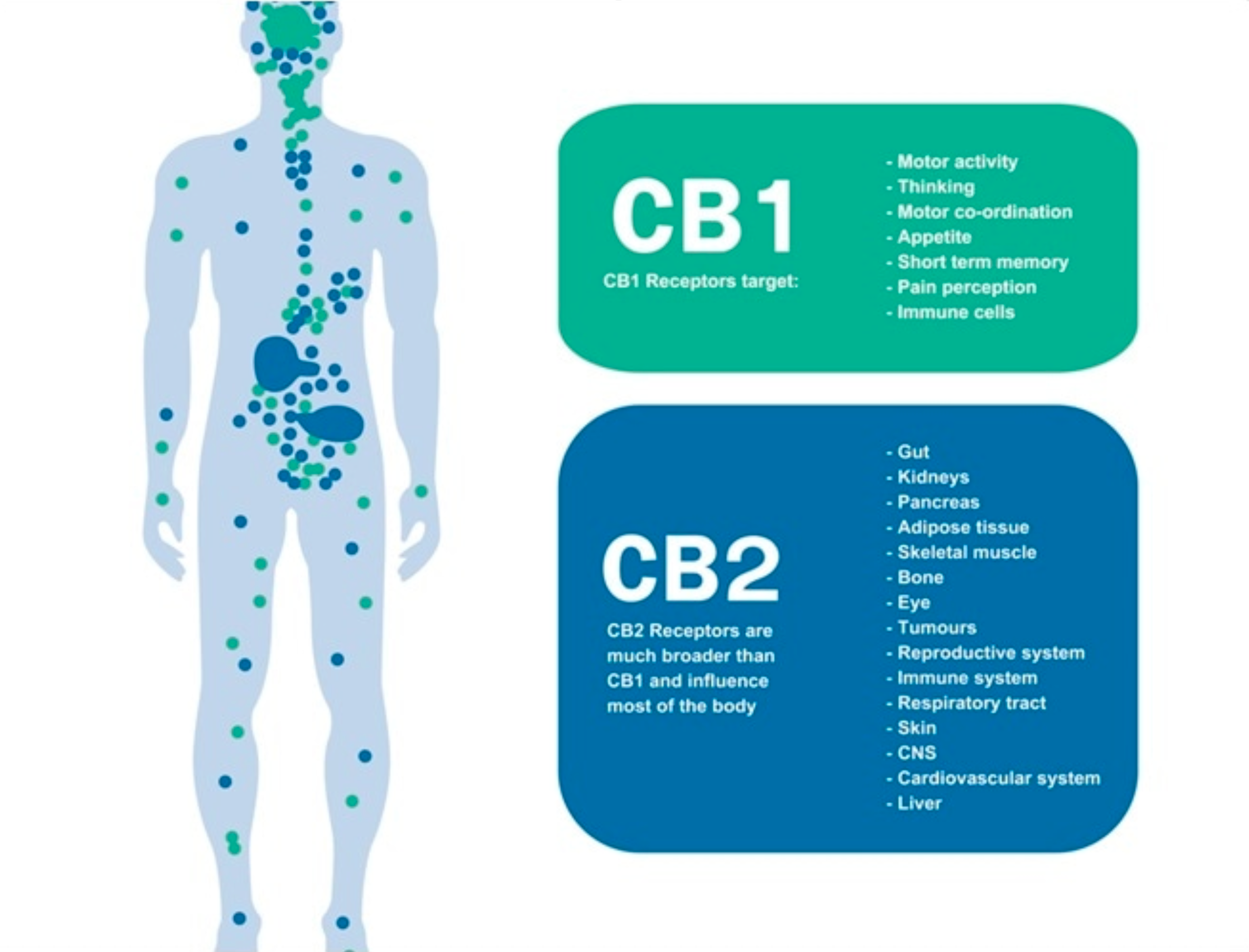 The endocannabinoid system: Essential and mysterious - Harvard Health