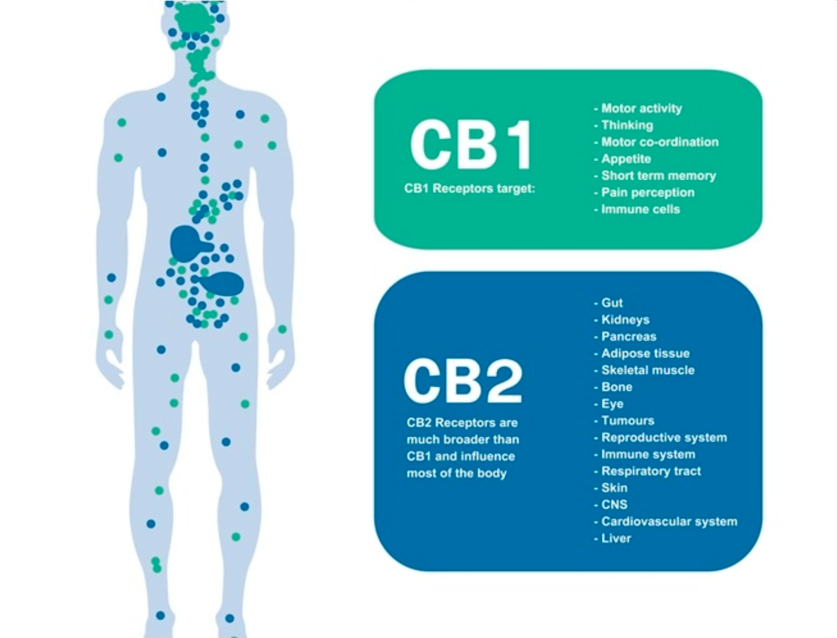 THE ENDOCANNABINOID SYSTEM: WHAT IT IS, WHAT IT DOES AND WHY YOU SHOULD CARE.